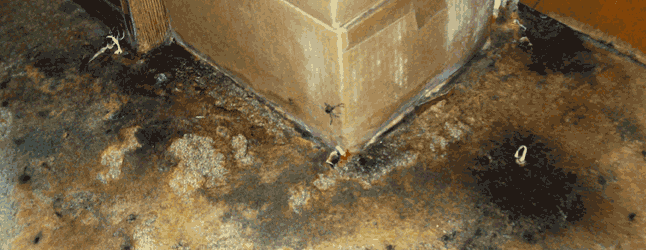 Mold Inspection USA